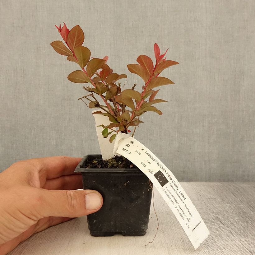 Esimerkki kesällä toimitetusta Kiinankutrio Cherry 8/9 cm taimiruukku-taimesta
