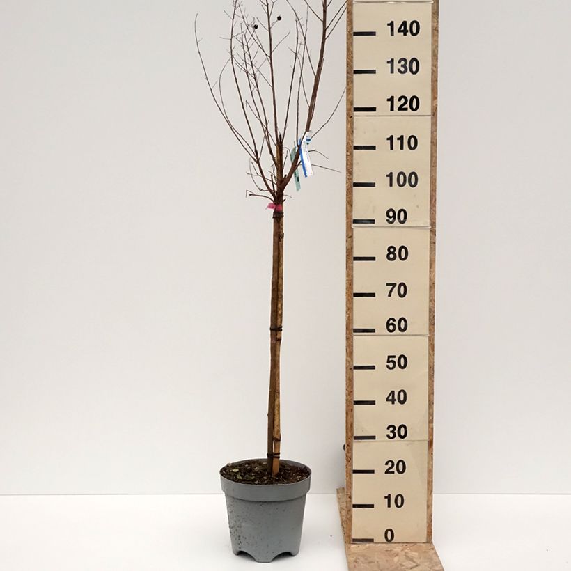 Esimerkki talvella toimitetusta Lagerstroemia indica Dynamite  - Lilas des Indes Pot de 7,5L/10L, Tige-taimesta