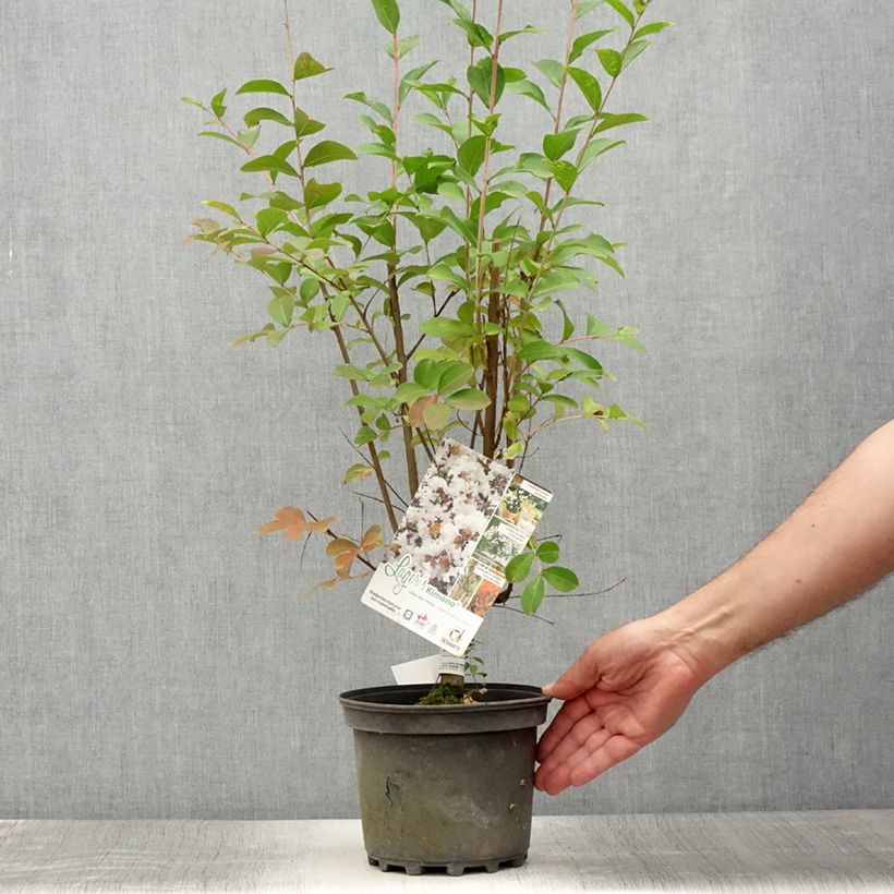 Esimerkki kesällä toimitetusta Kiinankutrio Kimono Ruukku 3L / 4L-taimesta
