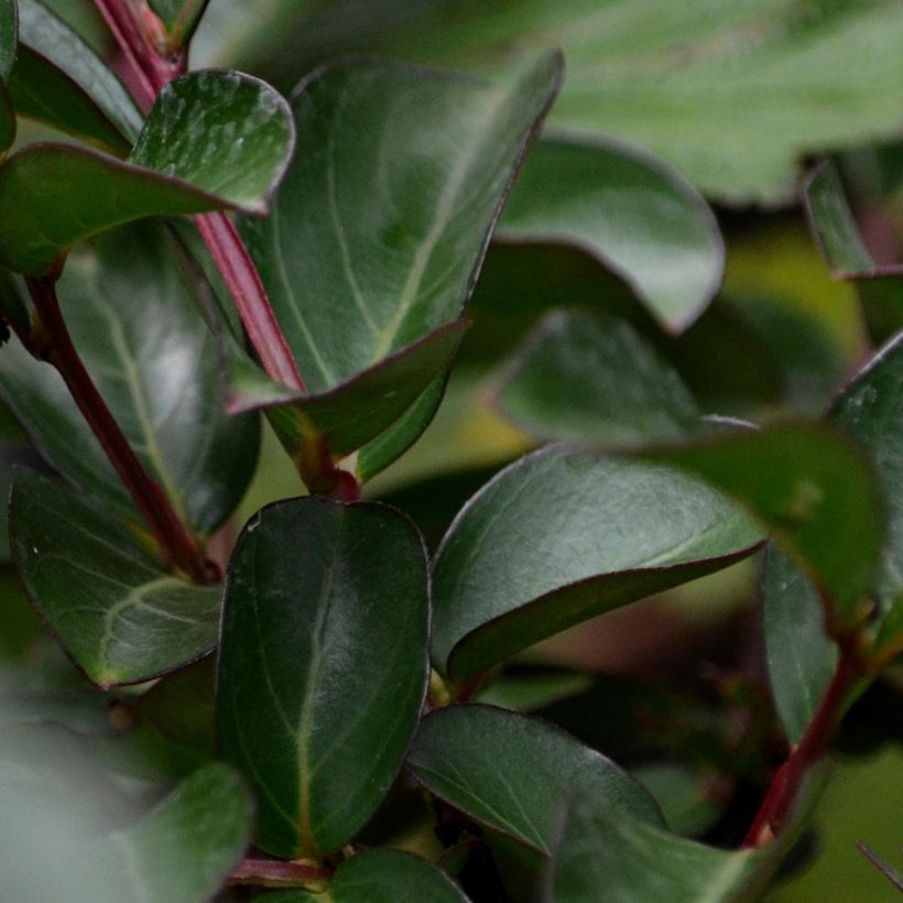 Kiinankutrio Mauve (Lehvistö)