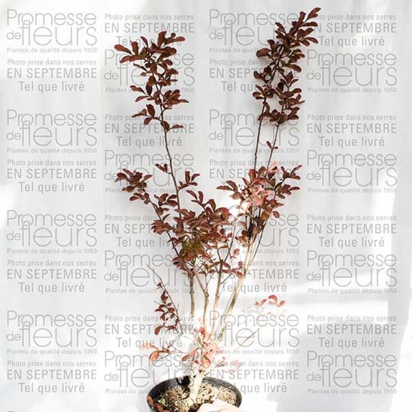 Esimerkki toimitetusta Kiinankutrio Mauve Pot de 2L/3L-taimesta