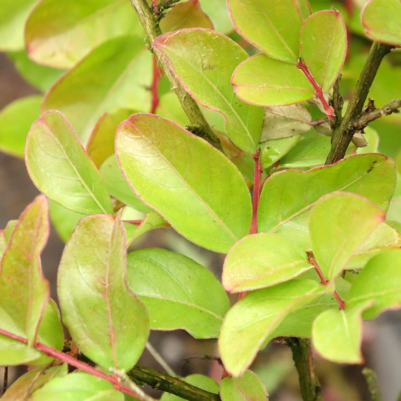 Kiinankutrio Pecharmant (Lehvistö)