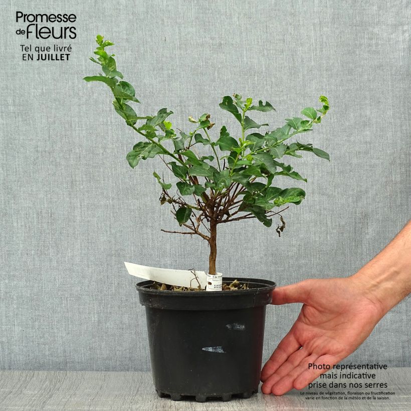 Esimerkki kesällä toimitetusta Kiinankutrio Petite Canaille mauve Pot de 3L/4L-taimesta