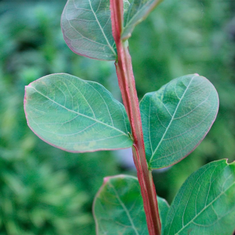 Kiinankutrio Petite Canaille mauve (Lehvistö)
