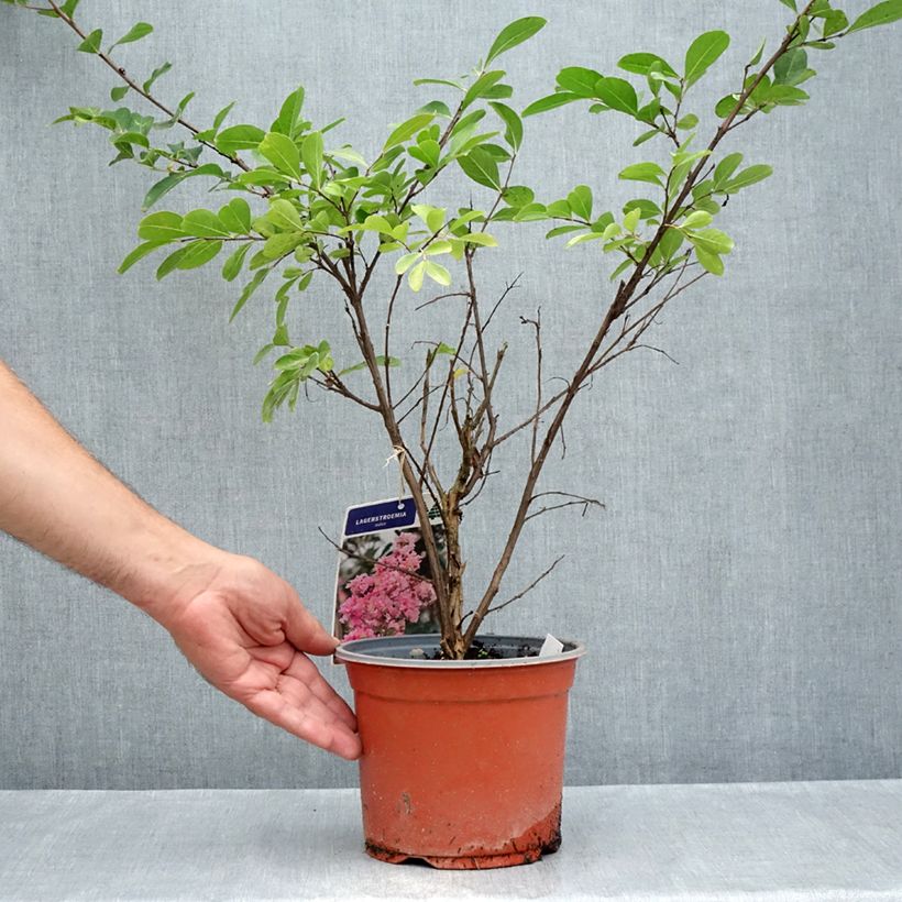 Esimerkki kesällä toimitetusta Kiinankutrio Pink Grand Sud Pot de 3L/4L, Buisson-taimesta