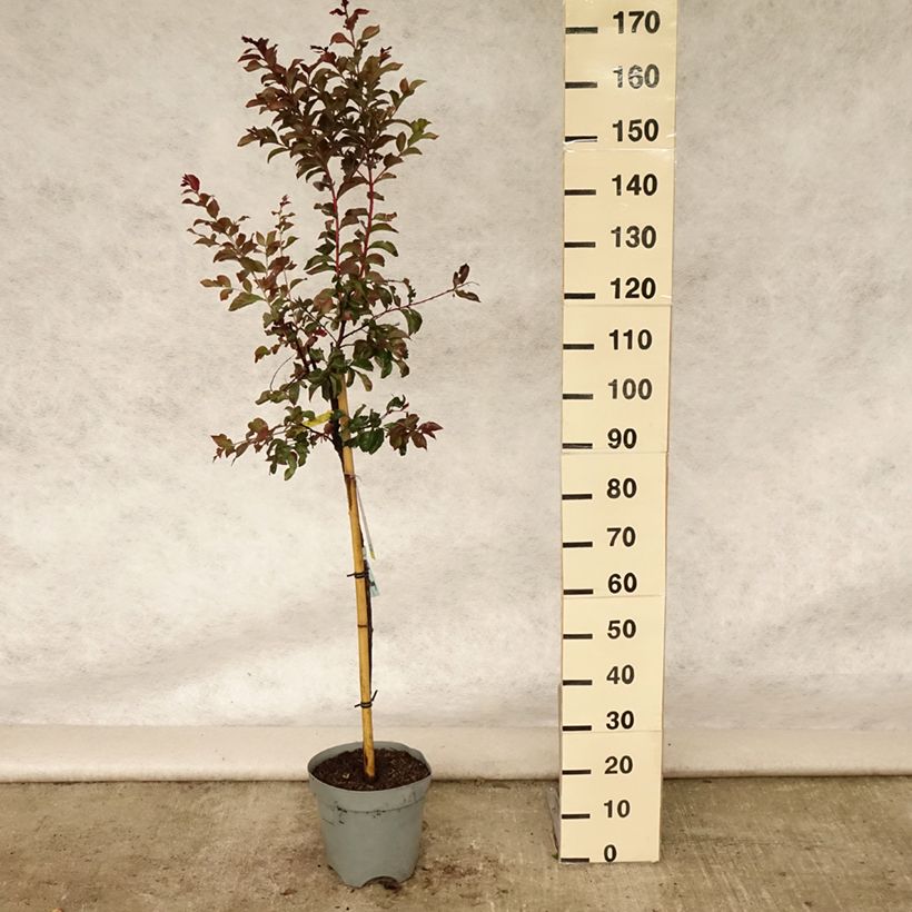 Esimerkki kesällä toimitetusta Kiinankutrio Rhapsody in PINK Pot de 7,5L/10L, Tige-taimesta