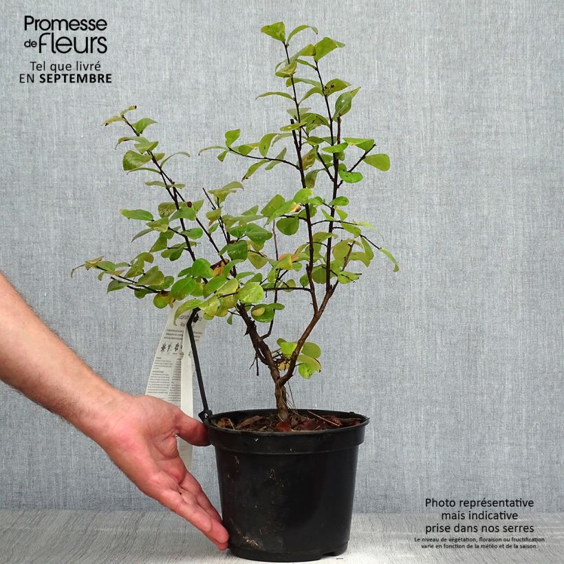 Esimerkki syksyllä toimitetusta Kiinankutrio Rose Fuchsia 3 litran/4 litran ruukku, Pensas-taimesta