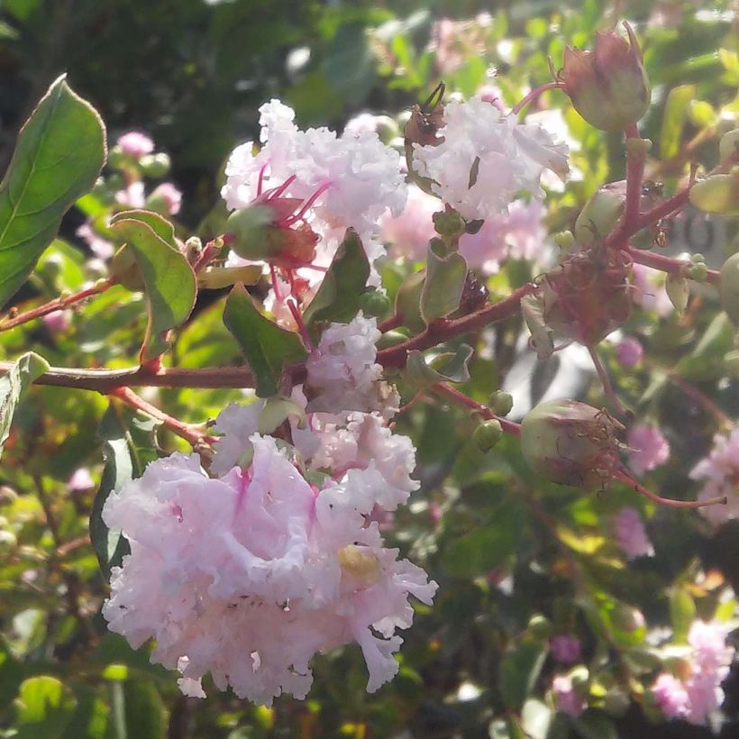 Kiinankutrio Summer Beauty Hope (Kukinta)