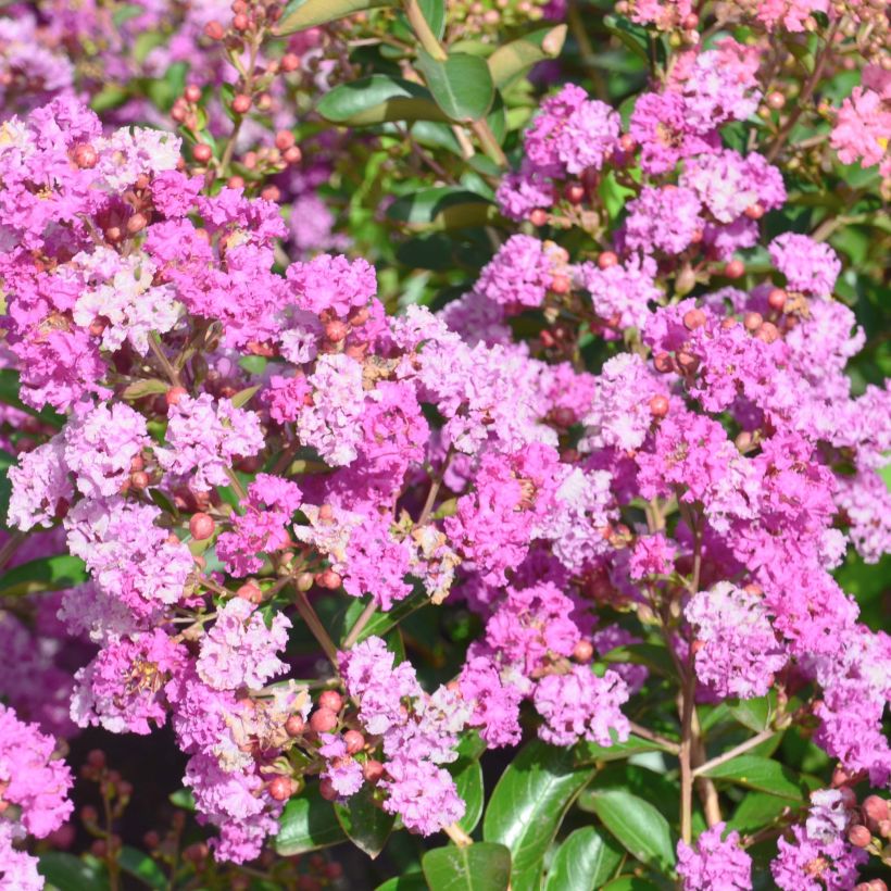 Kiinankutrio Summer Beauty Ozark Spring (Kukinta)