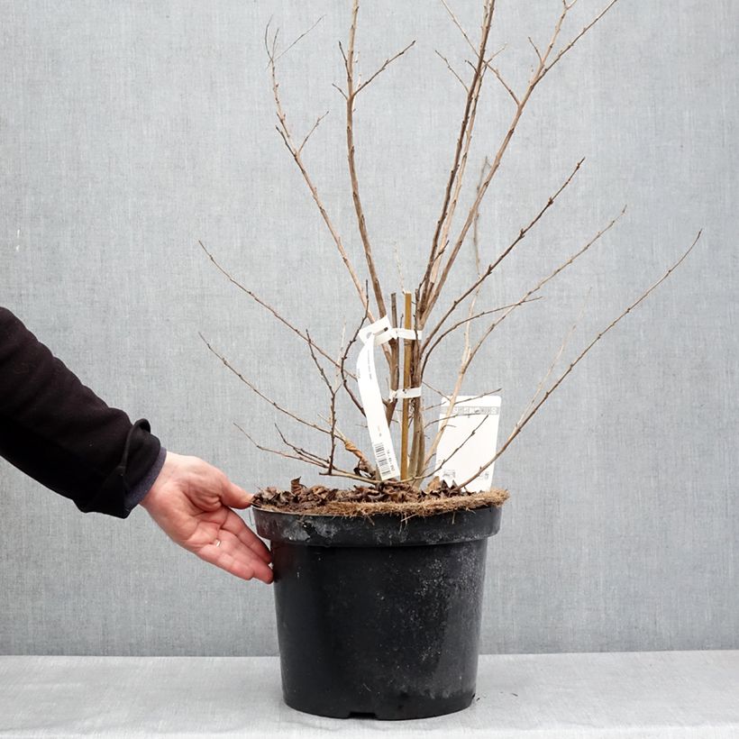 Esimerkki keväällä toimitetusta Kiinankutrio Summer Charm Hopi Pot de 7,5L/10L-taimesta