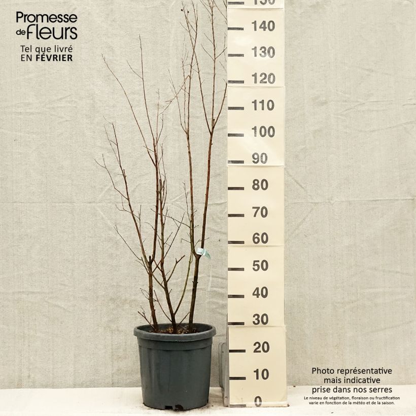 Esimerkki talvella toimitetusta Kiinankutrio Summer Charm(R) Tonto Pot de 12L/15L, Buisson-taimesta
