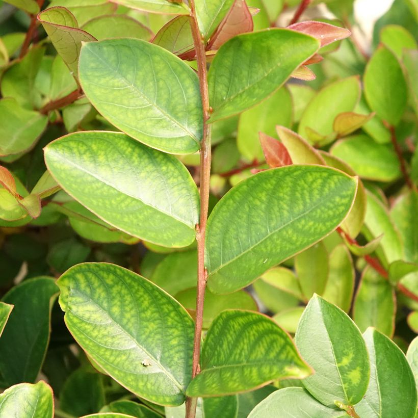 Kiinankutrio Terrasse Rose (Lehvistö)