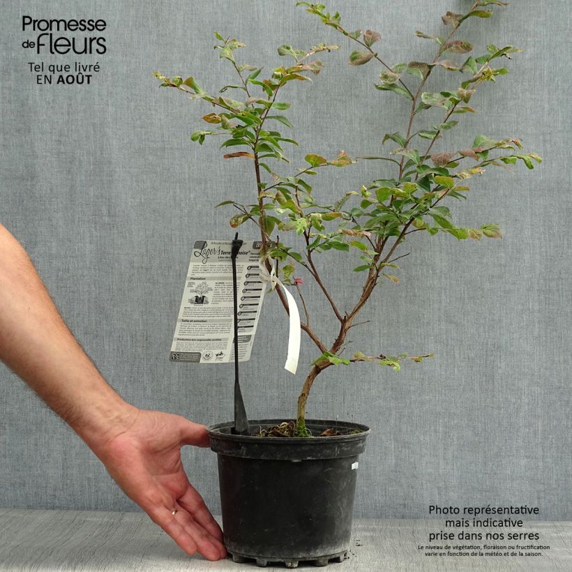 Esimerkki kesällä toimitetusta Kiinankutrio Terre Chinoise Pot de 3L/4L-taimesta