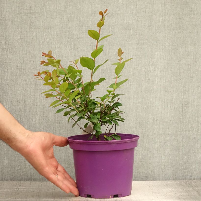 Esimerkki kesällä toimitetusta Kiinankutrio Violet d'Ete indyvio Ruukku 3L / 4L-taimesta
