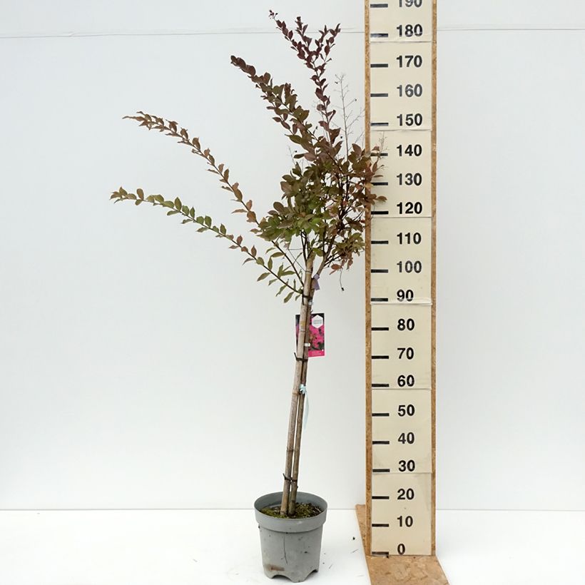 Esimerkki kesällä toimitetusta Kiinankutrio With Love Kiss Pot de 7,5L/10L-taimesta