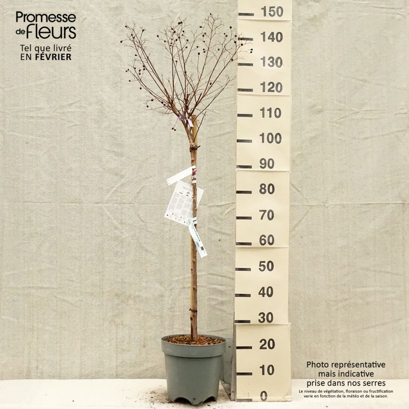 Esimerkki talvella toimitetusta Lagerstroemia indica With Love Kiss Milarosso - Lilas des Indes Pot de 7,5L/10L, Tige de 60 cm-taimesta