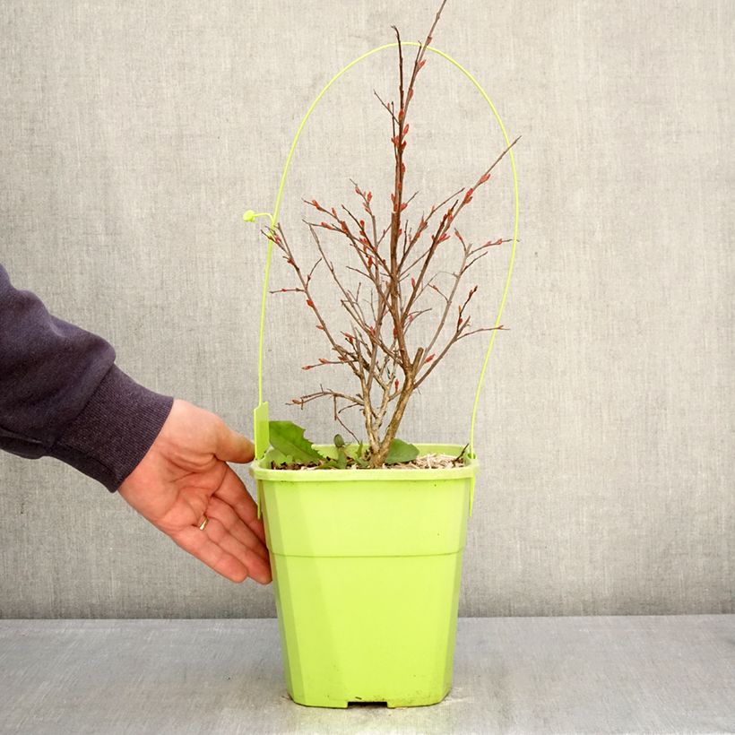 Esimerkki keväällä toimitetusta Kiinankutrio With Love Kiss Pot de 3L/4L-taimesta