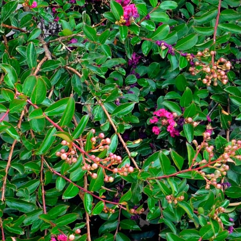 Kiinankutrio Mimie Fuchsia (Lehvistö)