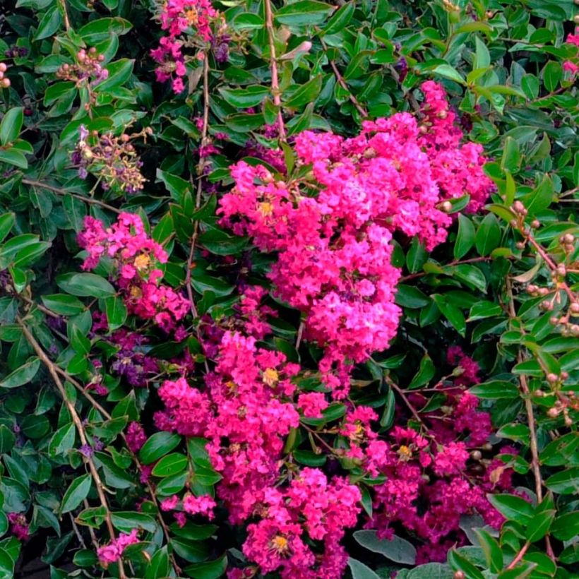 Kiinankutrio Mimie Fuchsia (Kukinta)