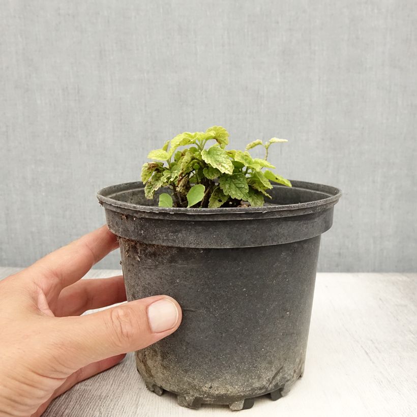 Esimerkki kesällä toimitetusta Keltapeippi Florentinum Pot de 2L/3L-taimesta