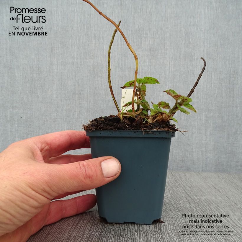 Esimerkki syksyllä toimitetusta Keltapeippi Kirkcudbright Dwarf 8/9 cm taimiruukku-taimesta