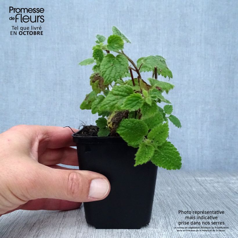 Esimerkki syksyllä toimitetusta Keltapeippi - Lamium galeobdolon 8/9 cm taimiruukku-taimesta
