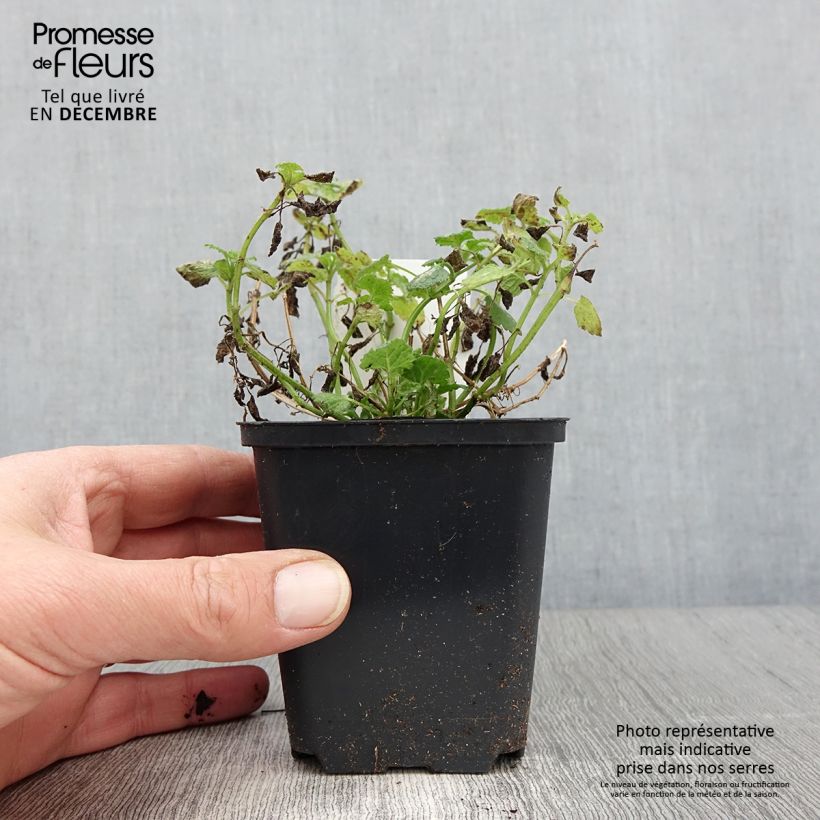 Esimerkki syksyllä toimitetusta Täpläpeippi Album 8/9 cm taimiruukku-taimesta
