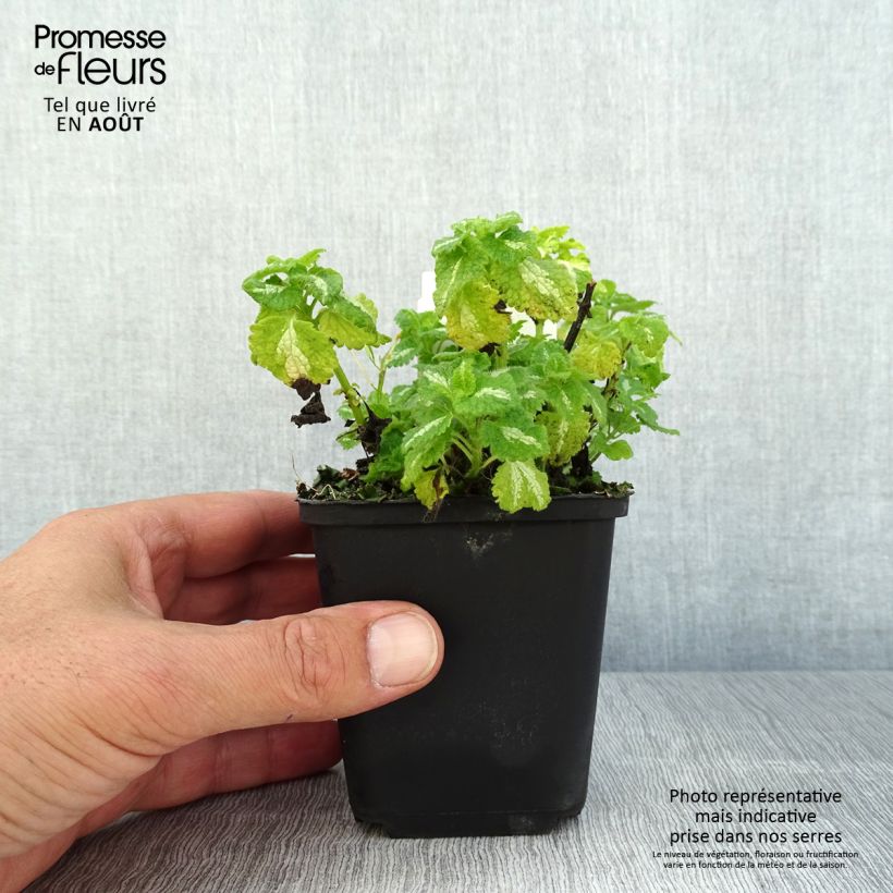 Esimerkki kesällä toimitetusta Täpläpeippi Album 8/9 cm taimiruukku-taimesta