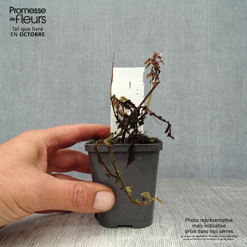 Esimerkki syksyllä toimitetusta Täpläpeippi Anne Greenaway 8/9 cm taimiruukku-taimesta