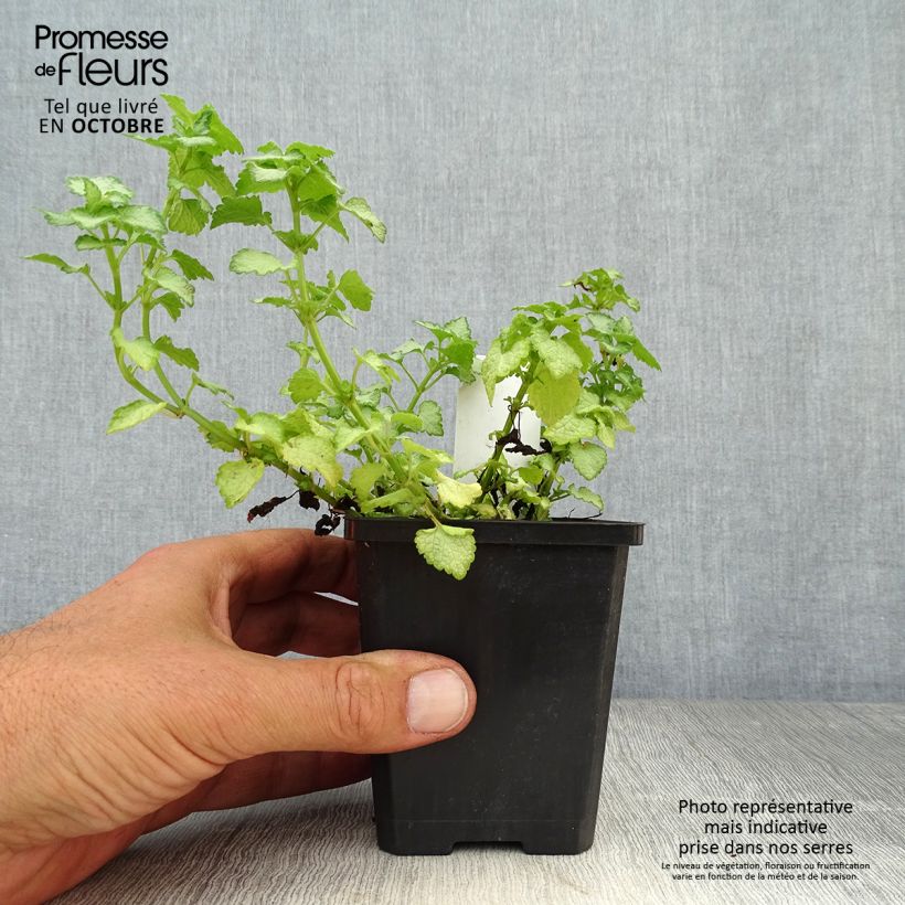 Esimerkki syksyllä toimitetusta Täpläpeippi Pink Pewter 8/9 cm taimiruukku-taimesta