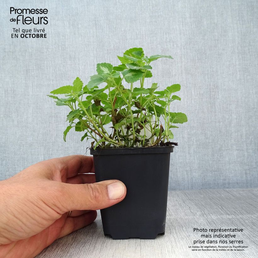 Esimerkki syksyllä toimitetusta Täpläpeippi Roseum 8/9 cm taimiruukku-taimesta