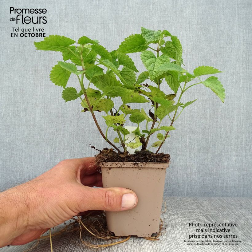 Esimerkki syksyllä toimitetusta Samettipeippi - Lamium orvala 8/9 cm taimiruukku-taimesta