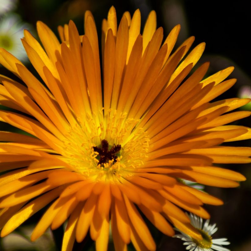 Oranssihelopäivikki Fleurs jaunes (Kukinta)
