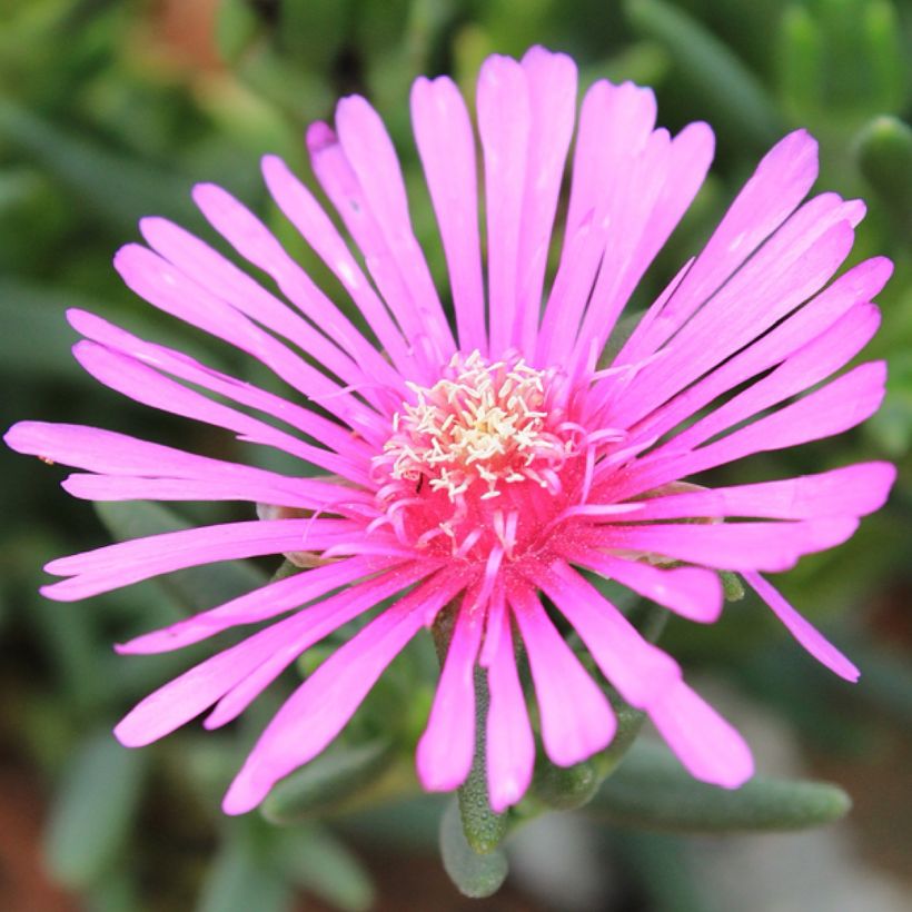 Oranssihelopäivikki Fleurs roses (Kukinta)