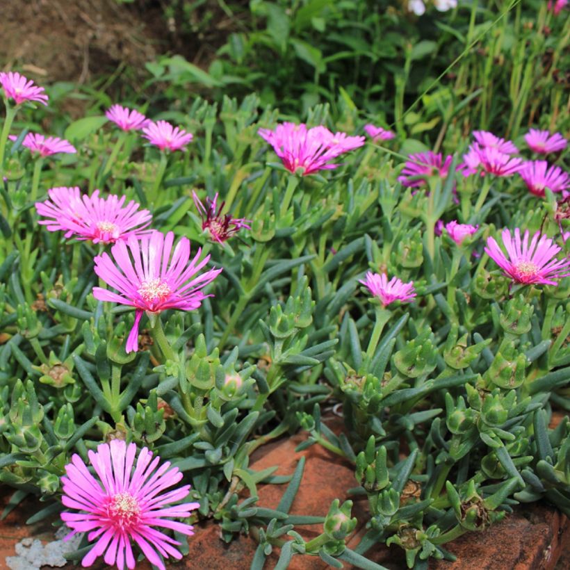 Oranssihelopäivikki Fleurs roses (Kasvutapa)