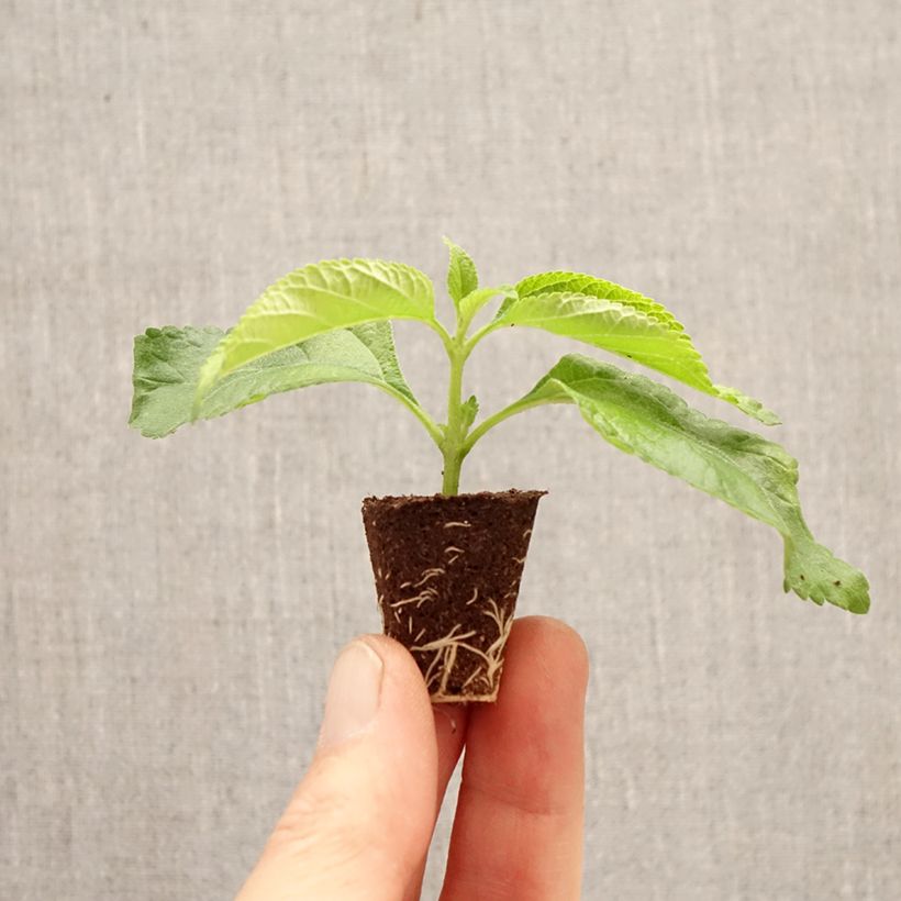 Esimerkki keväällä toimitetusta Kirjotulikruunu Bloomify White Minipaakku Ø 3/4 cm-taimesta
