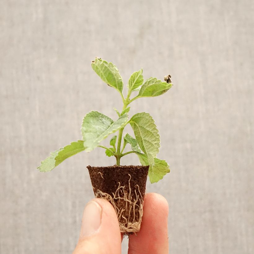 Esimerkki keväällä toimitetusta Kirjotulikruunu Shamrock Red Minipaakku Ø 3/4 cm-taimesta