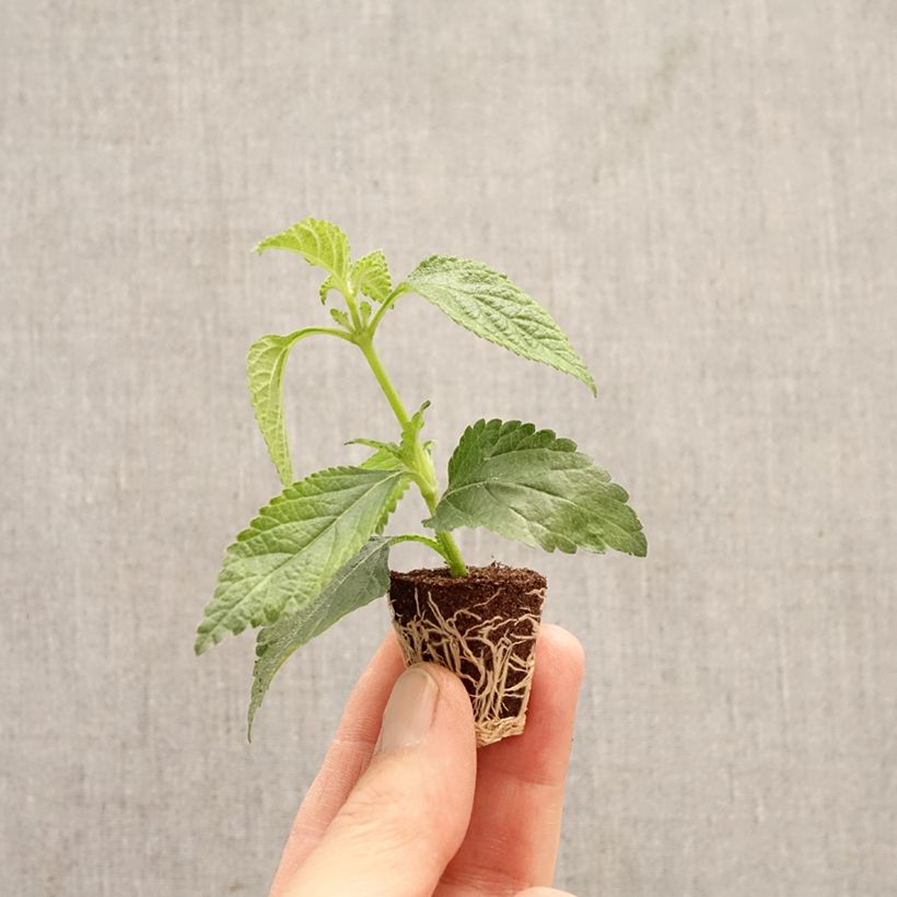 Esimerkki keväällä toimitetusta Kirjotulikruunu Shamrock Rose Minipaakku Ø 3/4 cm-taimesta