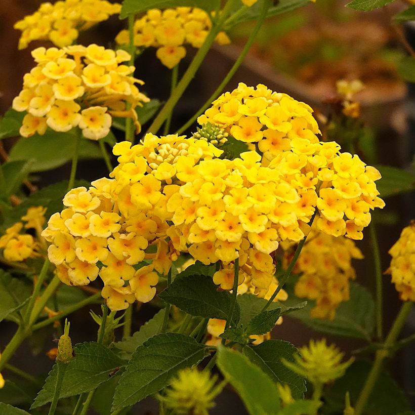 Kirjotulikruunu Chapel Hill Yellow (Kukinta)