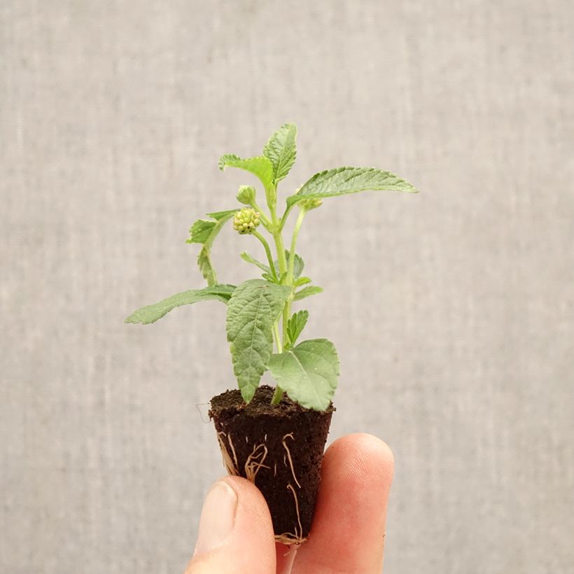 Esimerkki keväällä toimitetusta Kirjotulikruunu PassionFruit Minipaakku Ø 3/4 cm-taimesta
