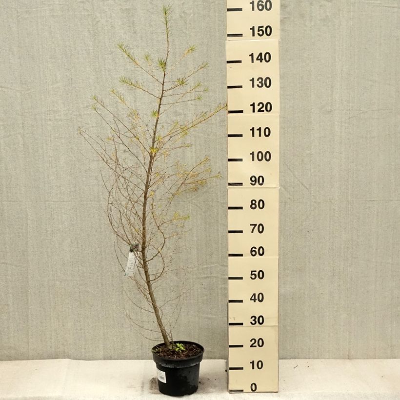 Esimerkki syksyllä toimitetusta Euroopanlehtikuusi - Larix decidua 4 litran/5 litran ruukku-taimesta
