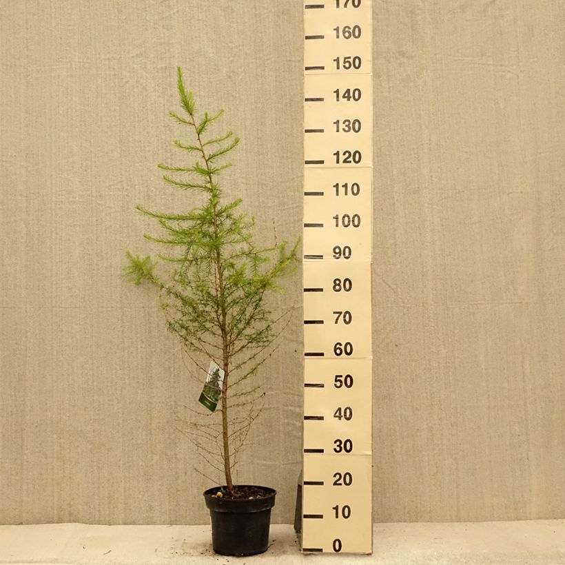 Esimerkki kesällä toimitetusta Euroopanlehtikuusi - Larix decidua Pot de 4L/5L-taimesta