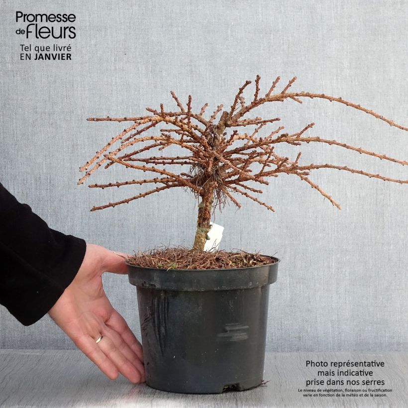 Esimerkki talvella toimitetusta Japaninlehtikuusi Blue Dwarf Pot de 2L/3L-taimesta