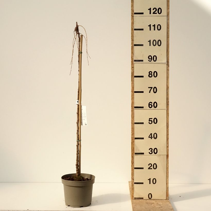 Esimerkki talvella toimitetusta Larix kaempferi Boring Weeper - Mélèze du Japon pleureur  Pot de 4L/5L-taimesta