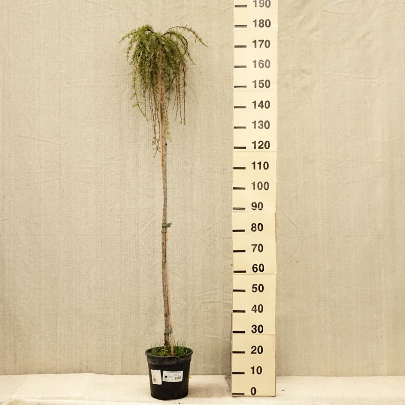 Esimerkki kesällä toimitetusta Japaninlehtikuusi Stiff Weeping Pot de 4L/5L, Tige-taimesta