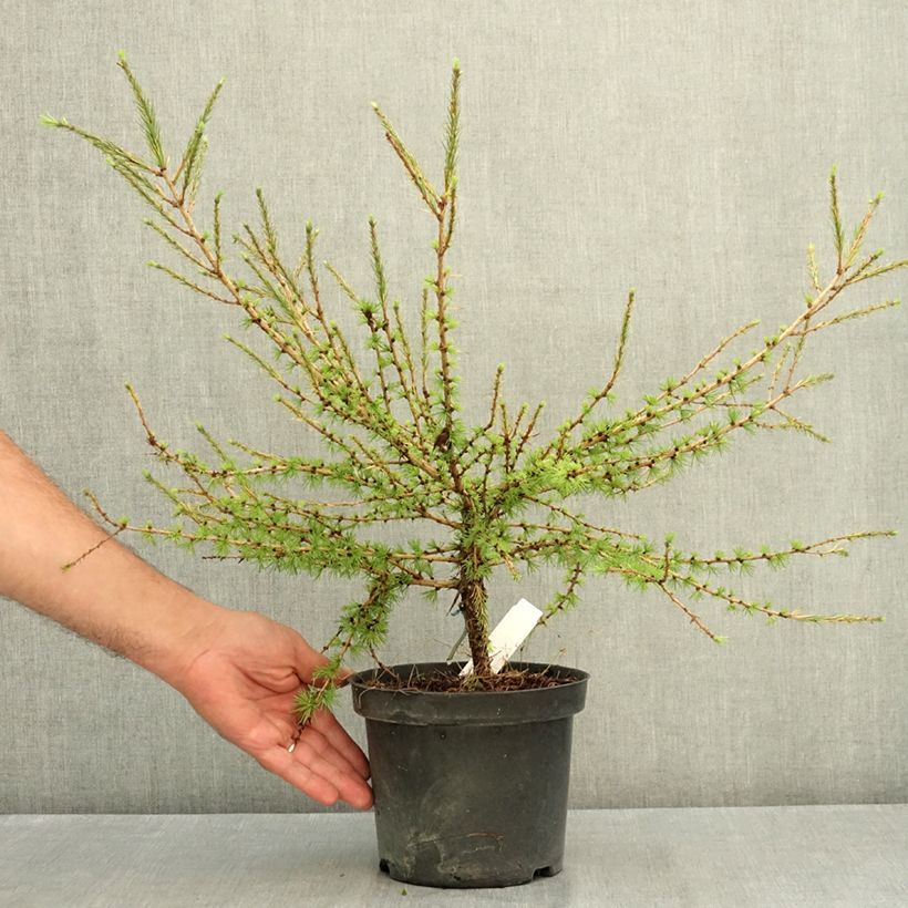 Esimerkki kesällä toimitetusta Kanadanlehtikuusi Arethusa Bog 2 litran/3 litran ruukku-taimesta