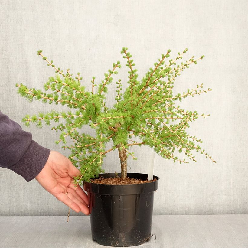 Esimerkki keväällä toimitetusta Kanadanlehtikuusi Arethusa Bog Pot de 2L/3L-taimesta