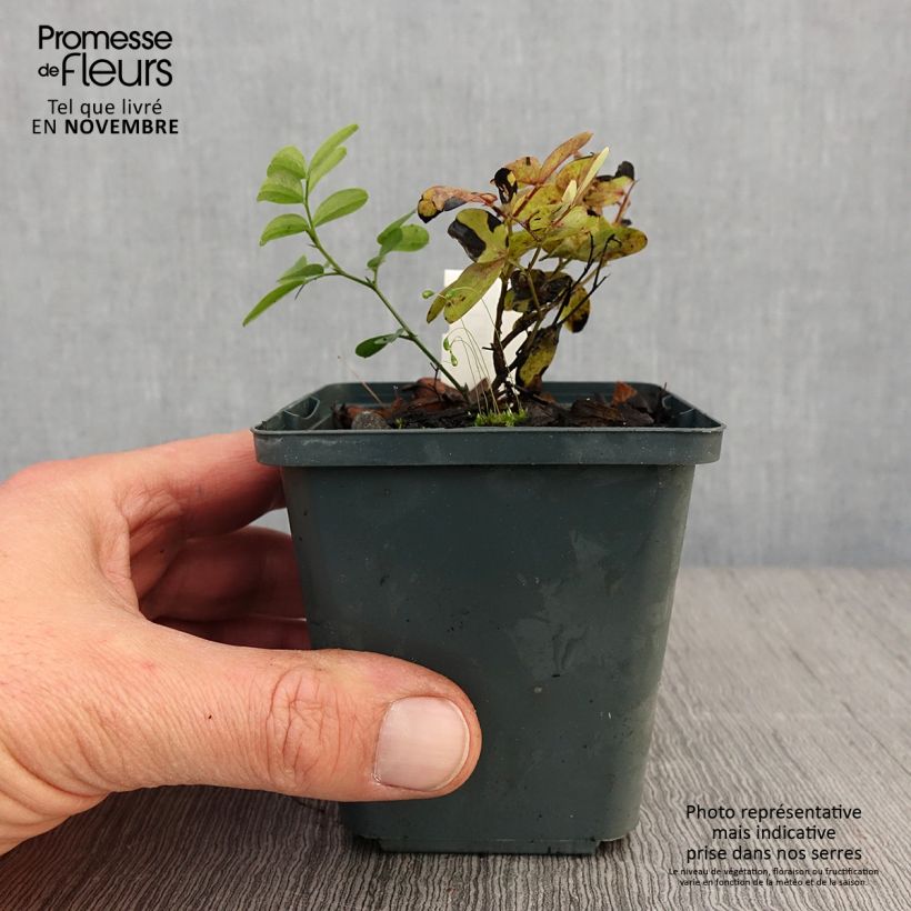 Esimerkki syksyllä toimitetusta Mustalinnunherne - Lathyrus niger 8/9 cm taimiruukku-taimesta