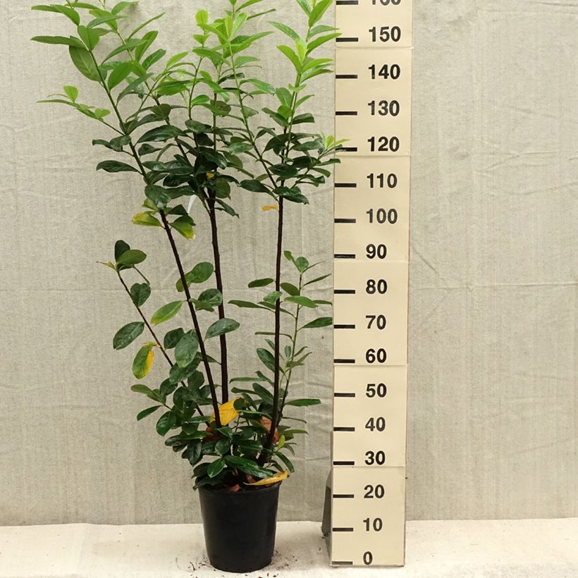 Esimerkki kesällä toimitetusta Laakerikirsikka Caucasica Ruukku 7,5L / 10L-taimesta