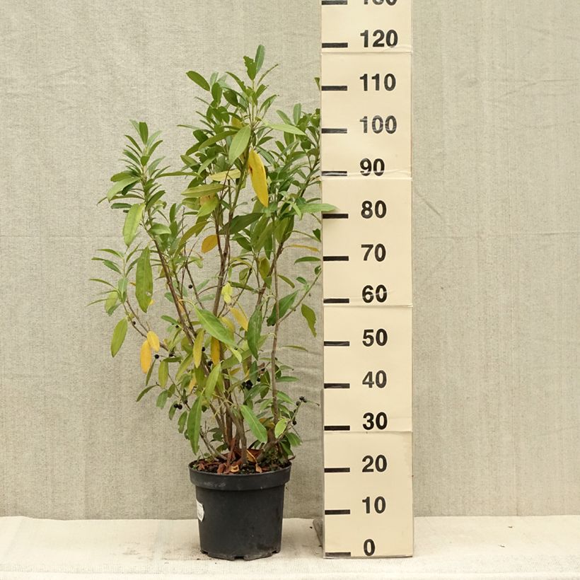 Esimerkki kesällä toimitetusta Laakerikirsikka Herbergii Ruukku 7,5L / 10L-taimesta